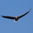 Seeadler