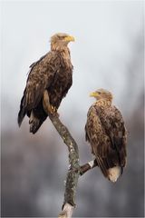 Seeadler