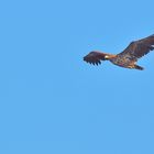 Seeadler