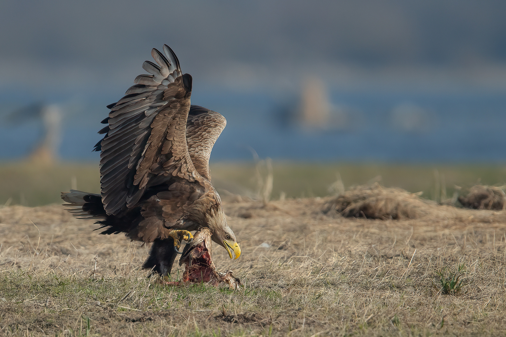 Seeadler 