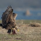 Seeadler 