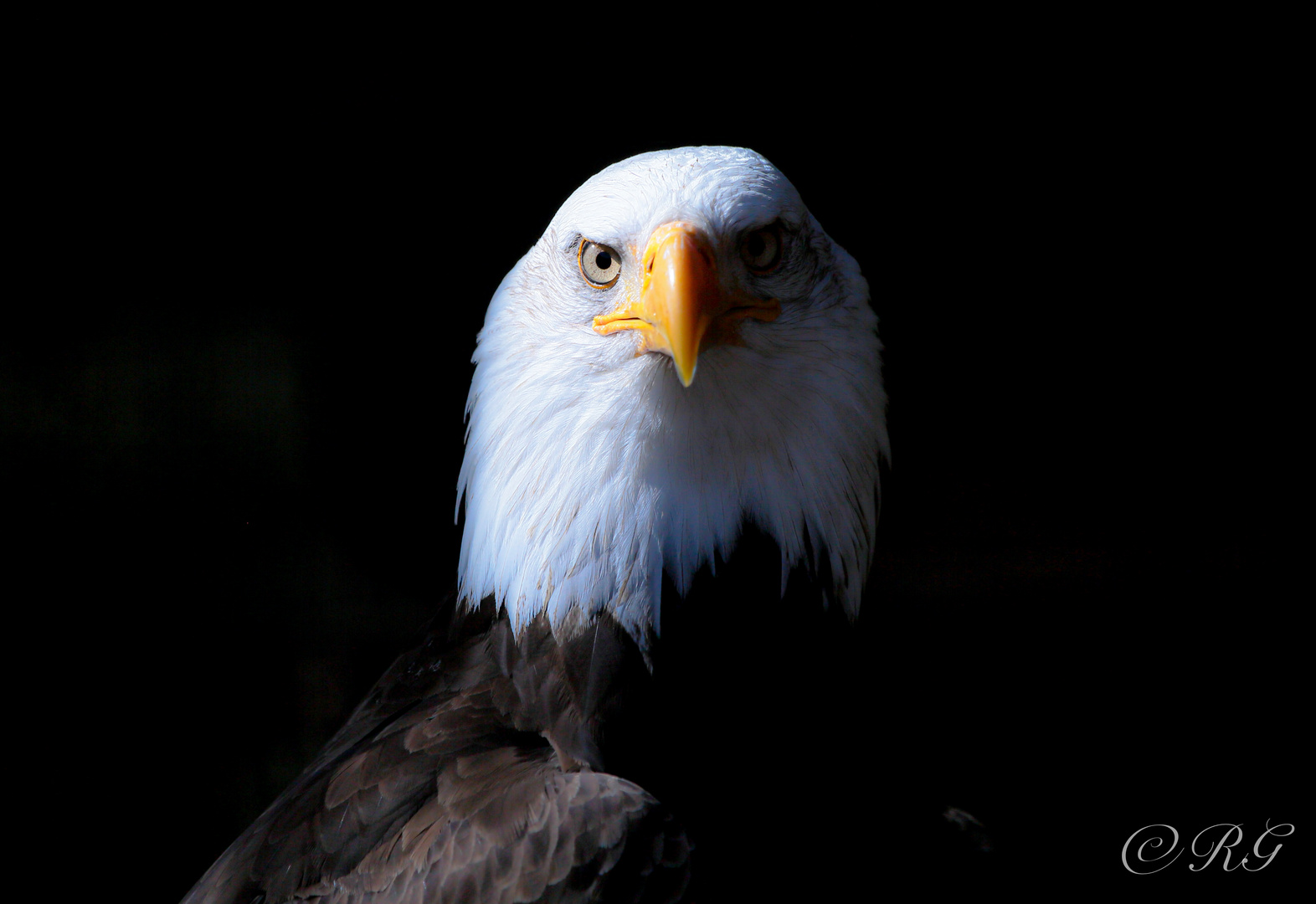 Seeadler