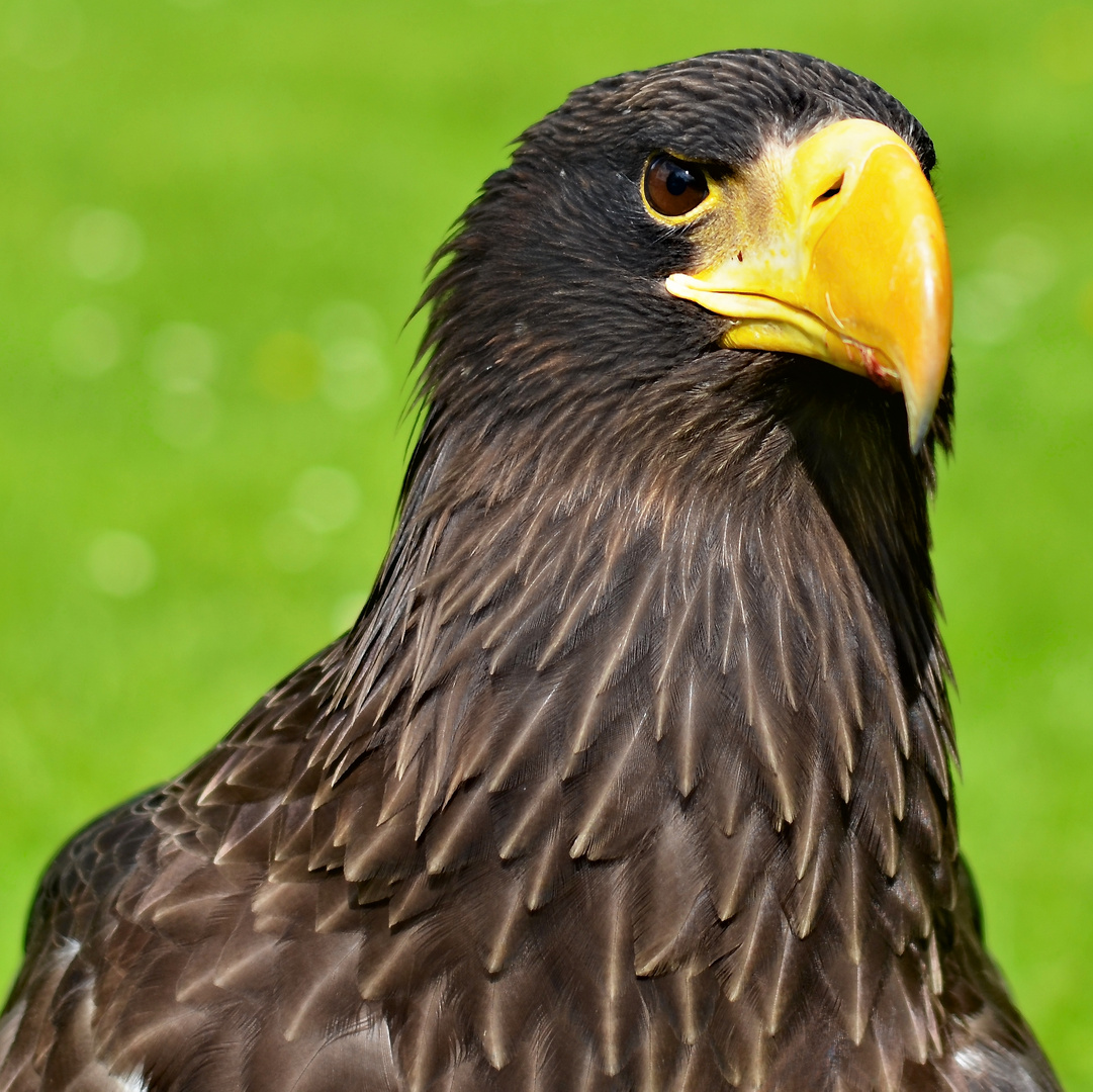 Seeadler