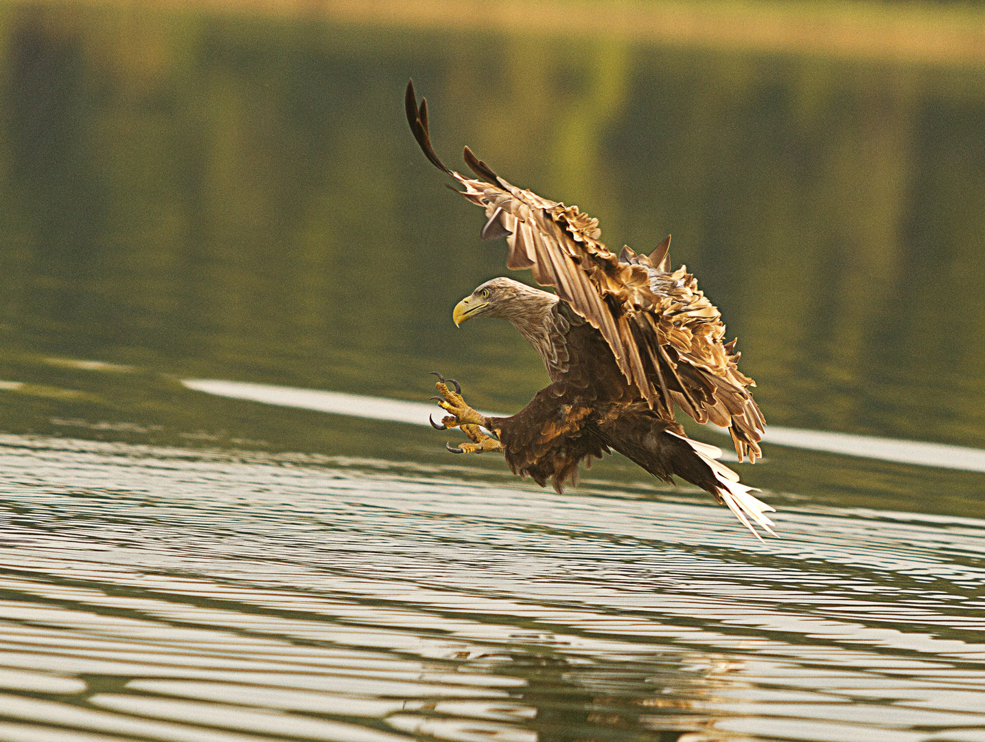 Seeadler 4