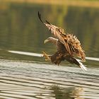 Seeadler 4