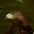 Seeadler 4