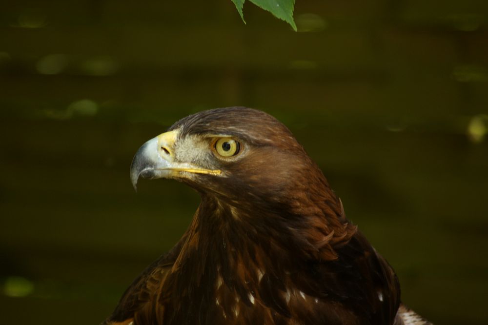 Seeadler 4