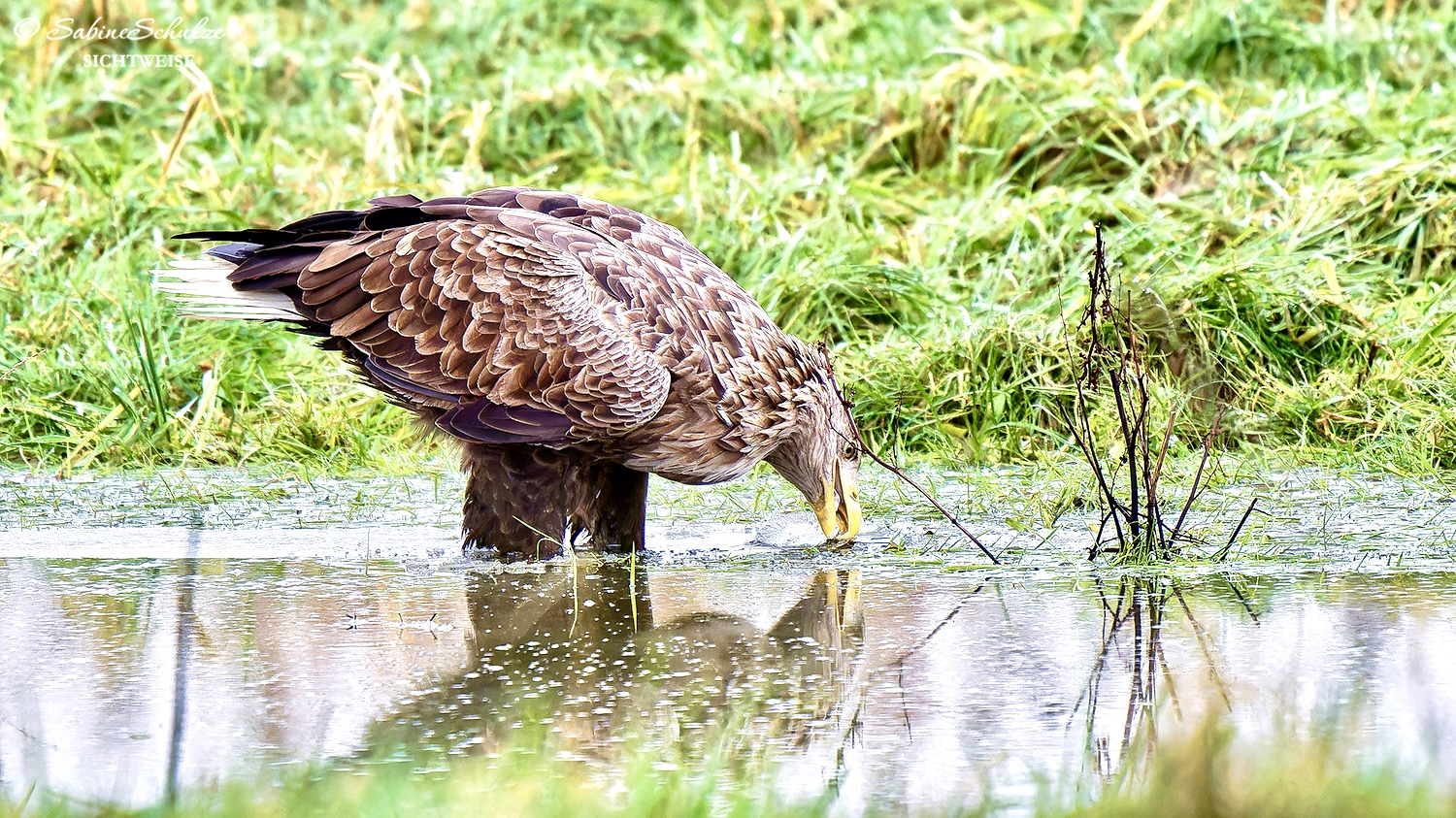 Seeadler (4)