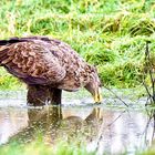 Seeadler (4)