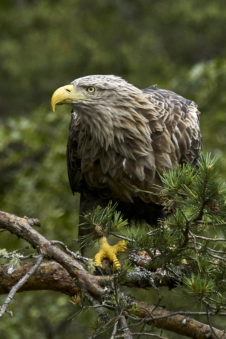 Seeadler 4