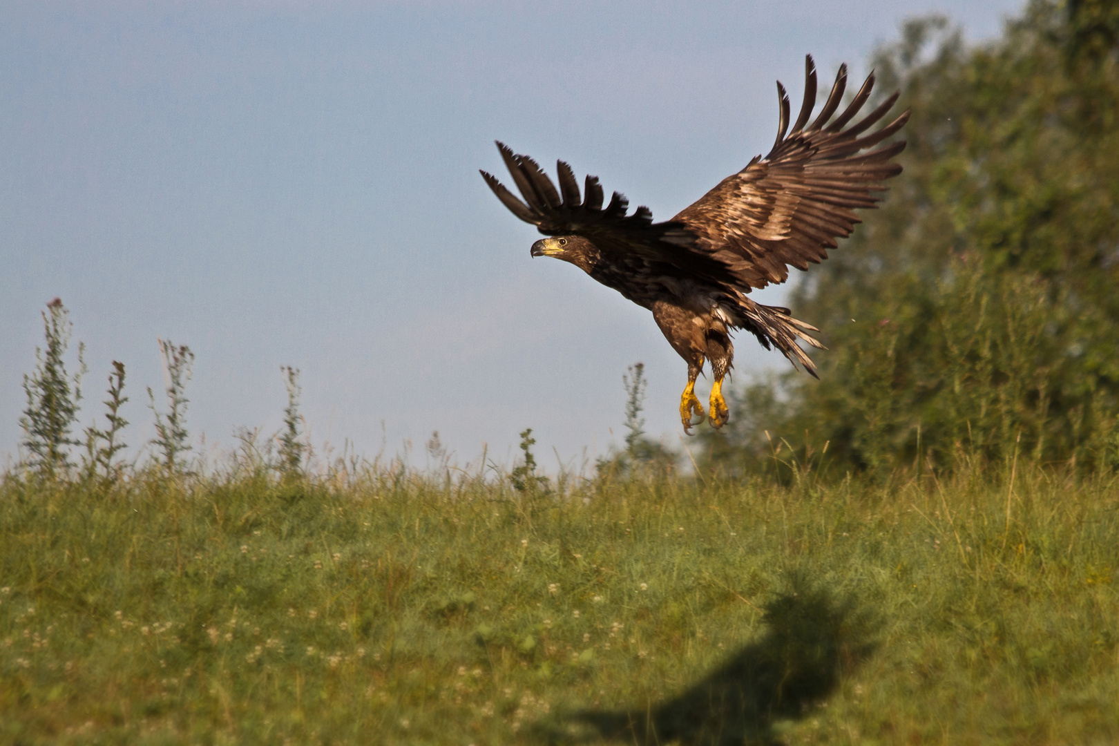 Seeadler 4