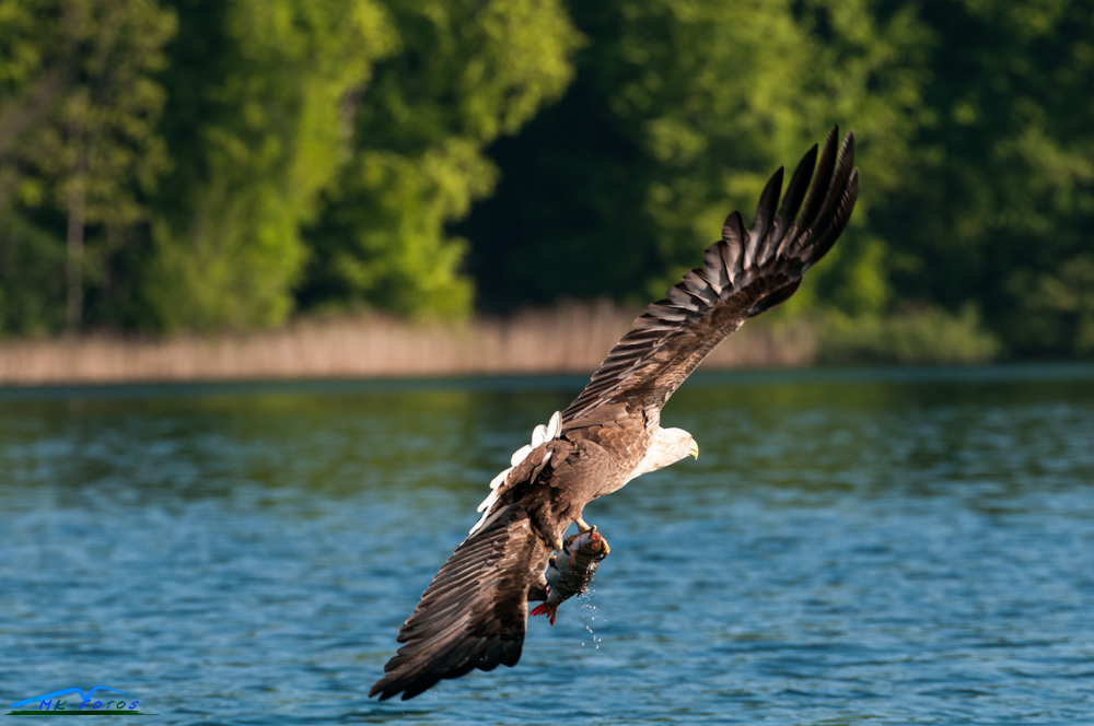 Seeadler 4