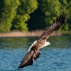 Seeadler 4