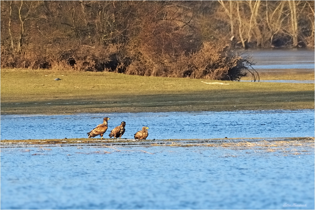 Seeadler 4