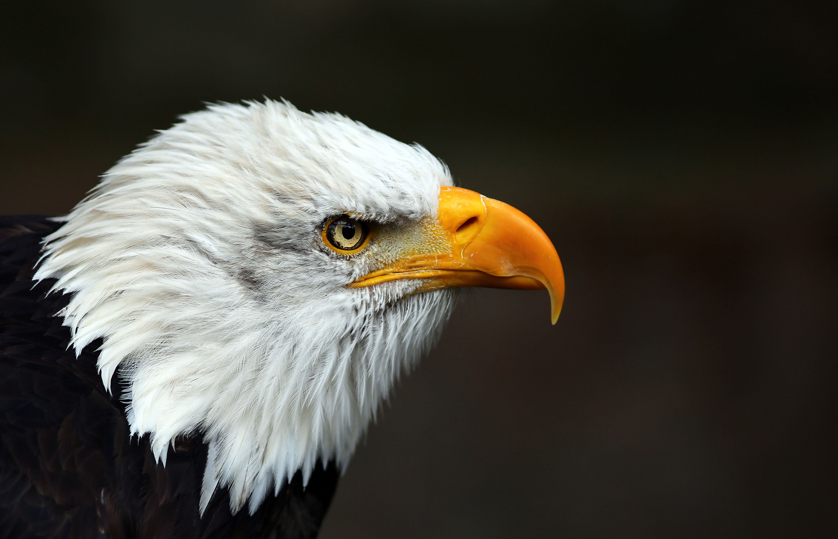 Seeadler