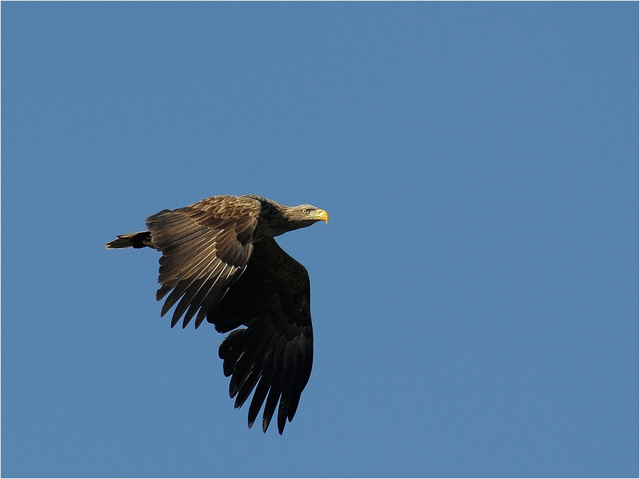 Seeadler