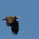 Seeadler