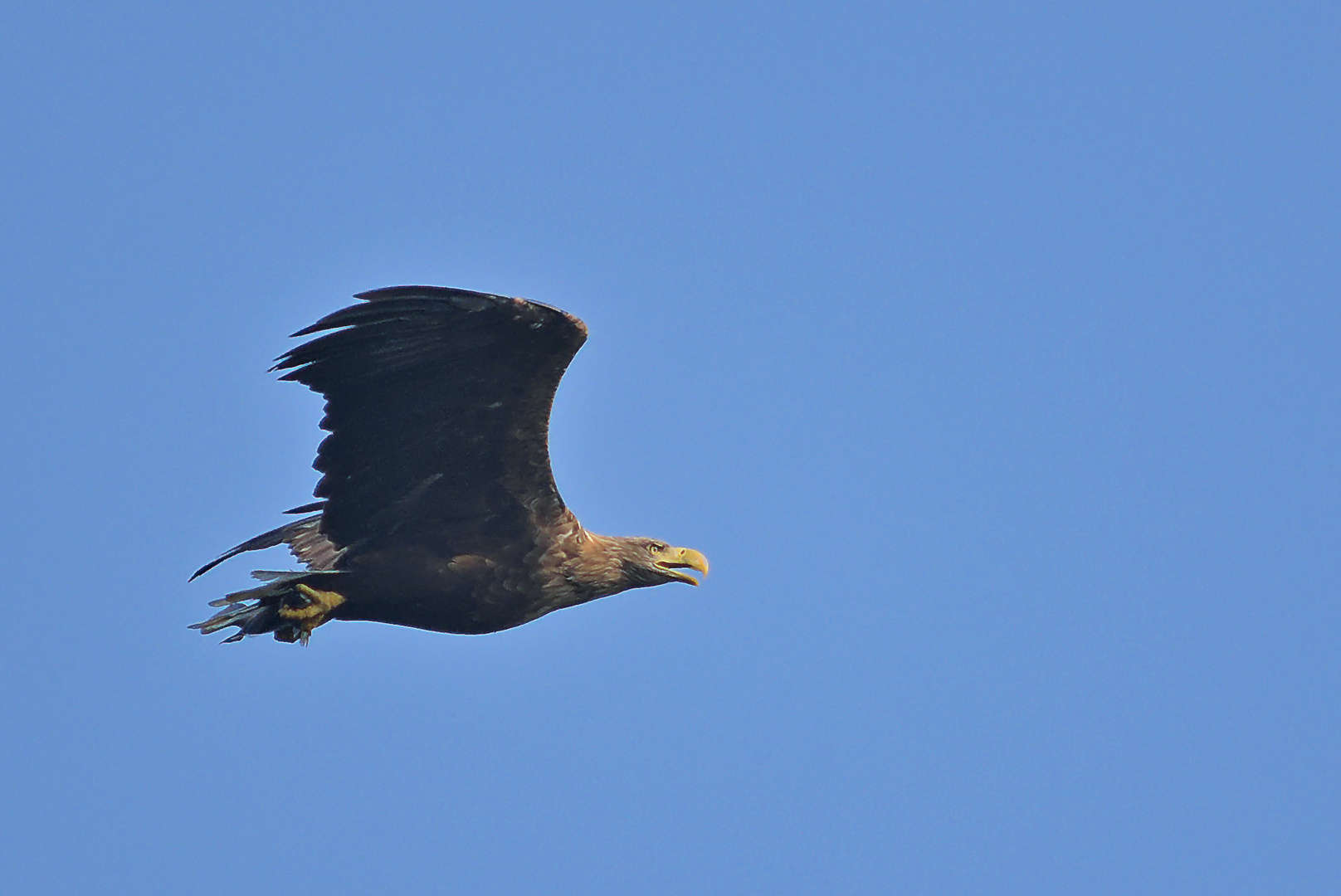 Seeadler