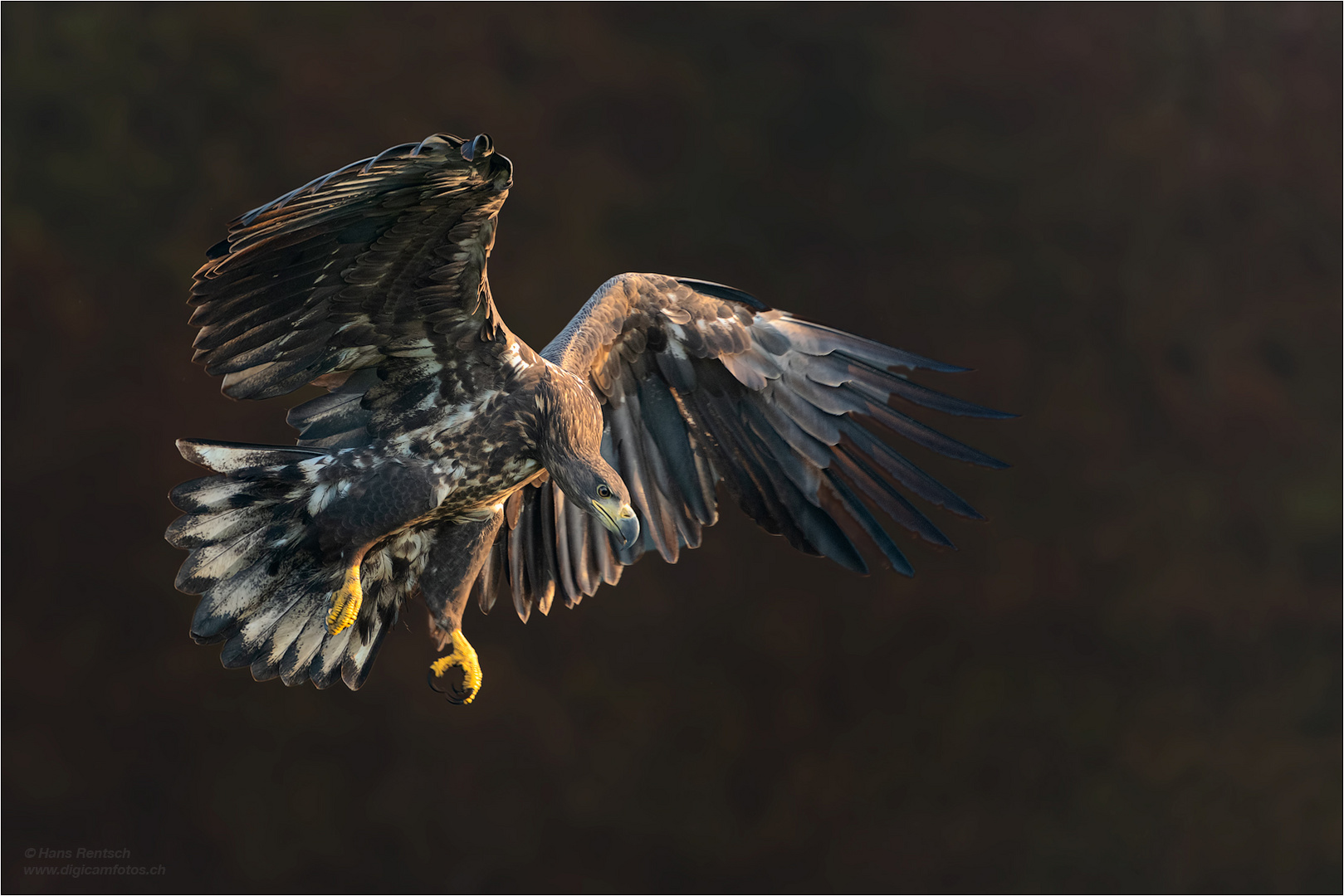 Seeadler