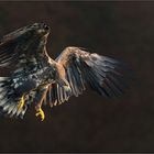 Seeadler