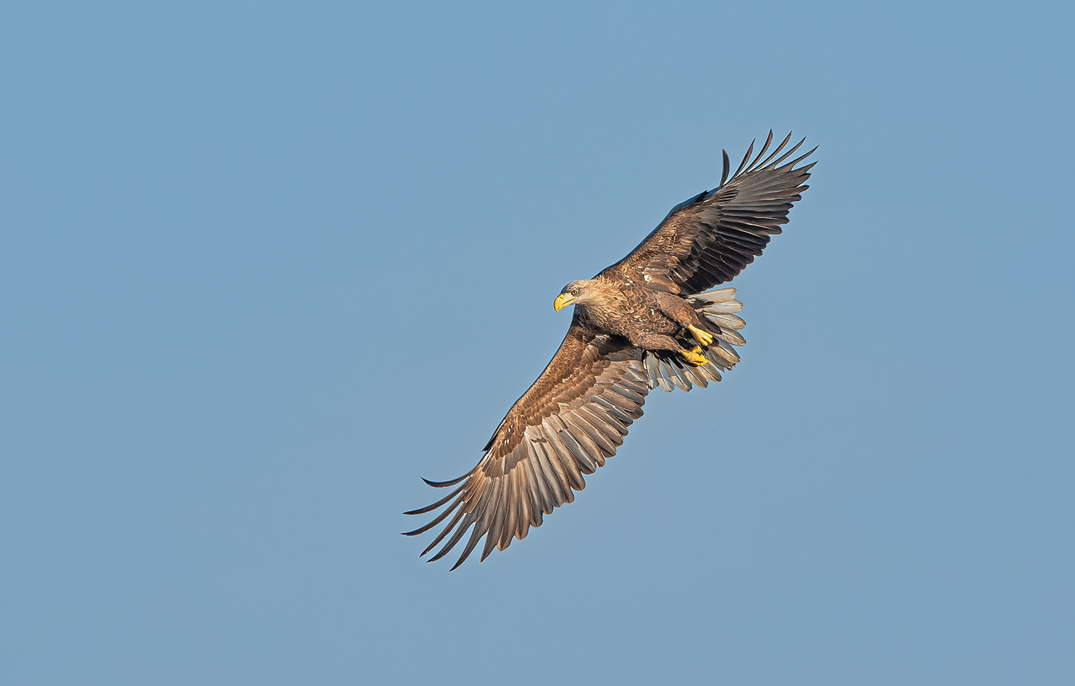 Seeadler 