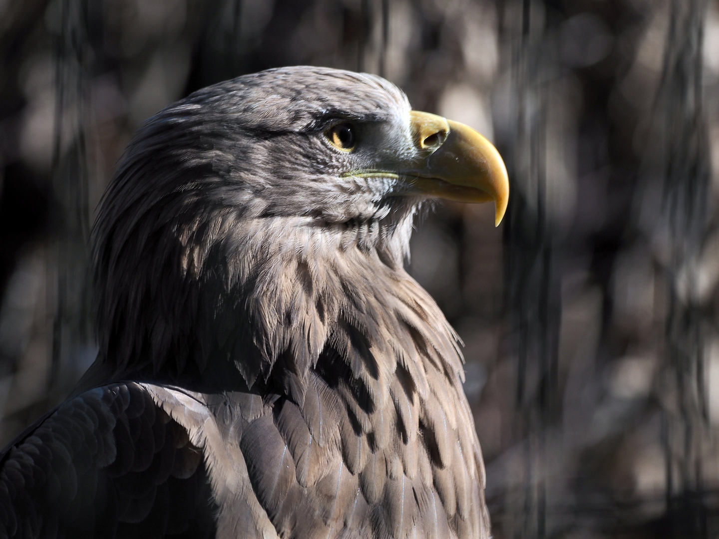 Seeadler