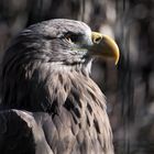 Seeadler