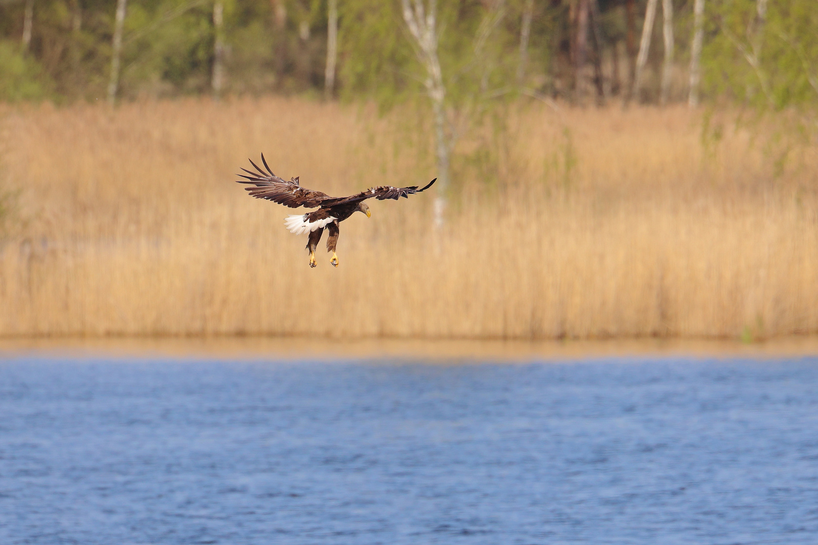 Seeadler