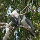 Seeadler