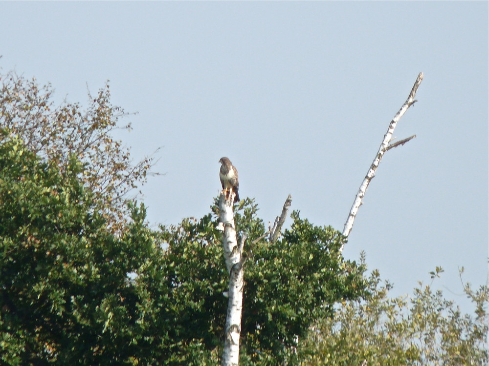 Seeadler