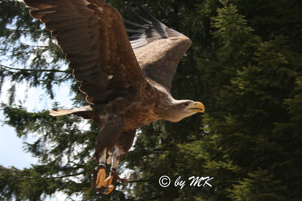 Seeadler