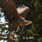 Seeadler