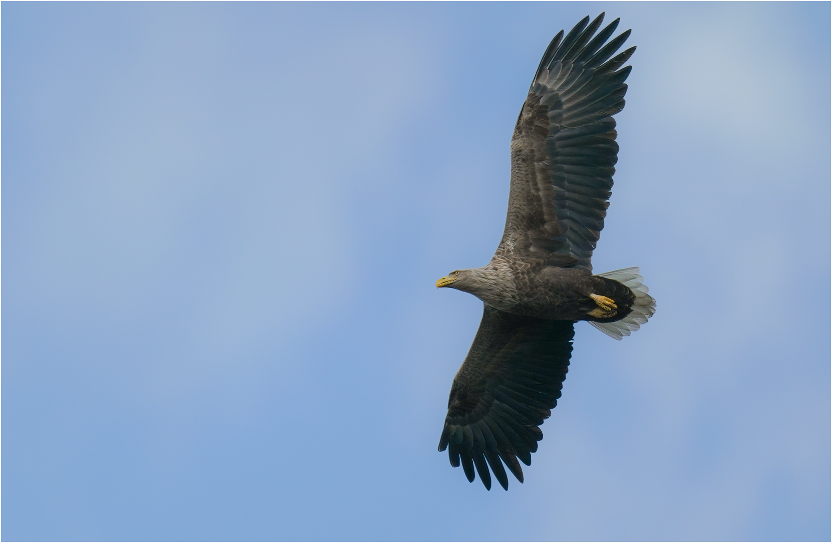 Seeadler