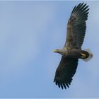 Seeadler