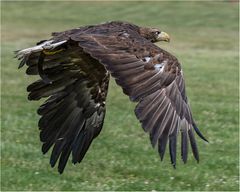 Seeadler