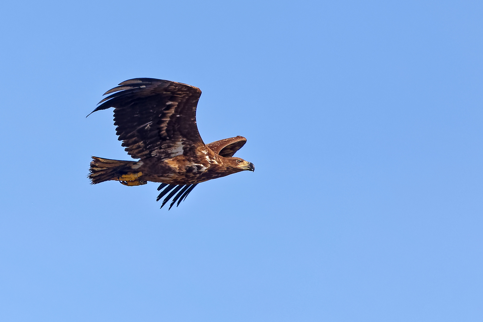 Seeadler