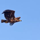 Seeadler