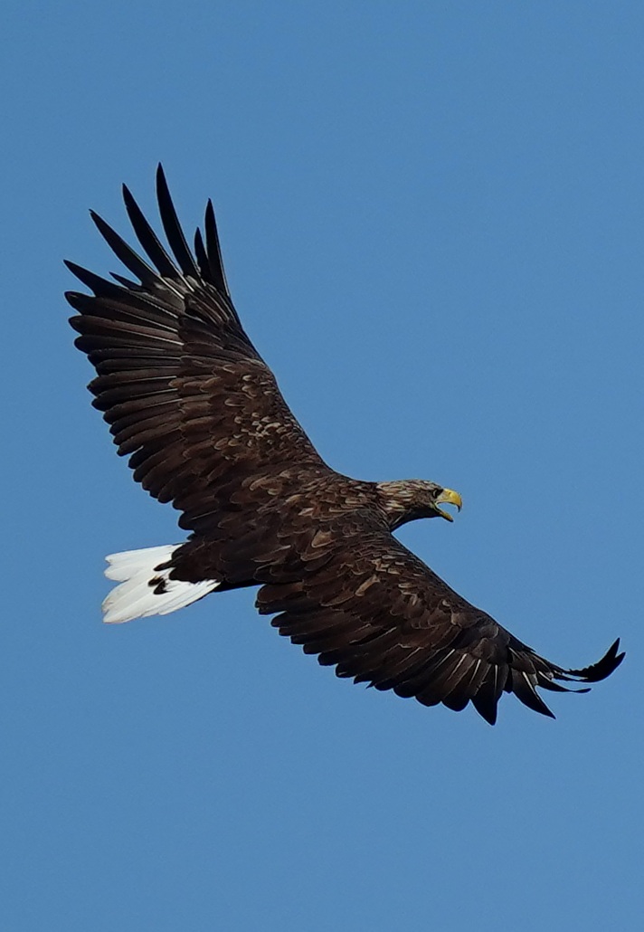 Seeadler