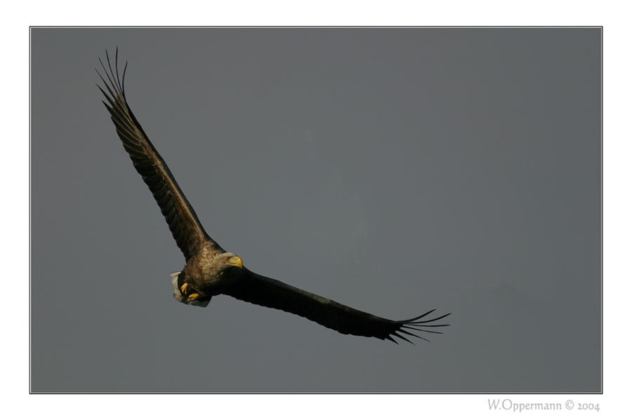 Seeadler...