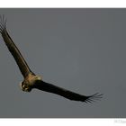 Seeadler...