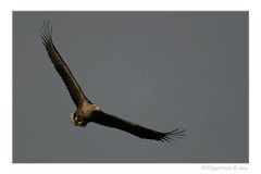 Seeadler...