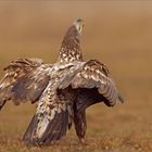 Seeadler