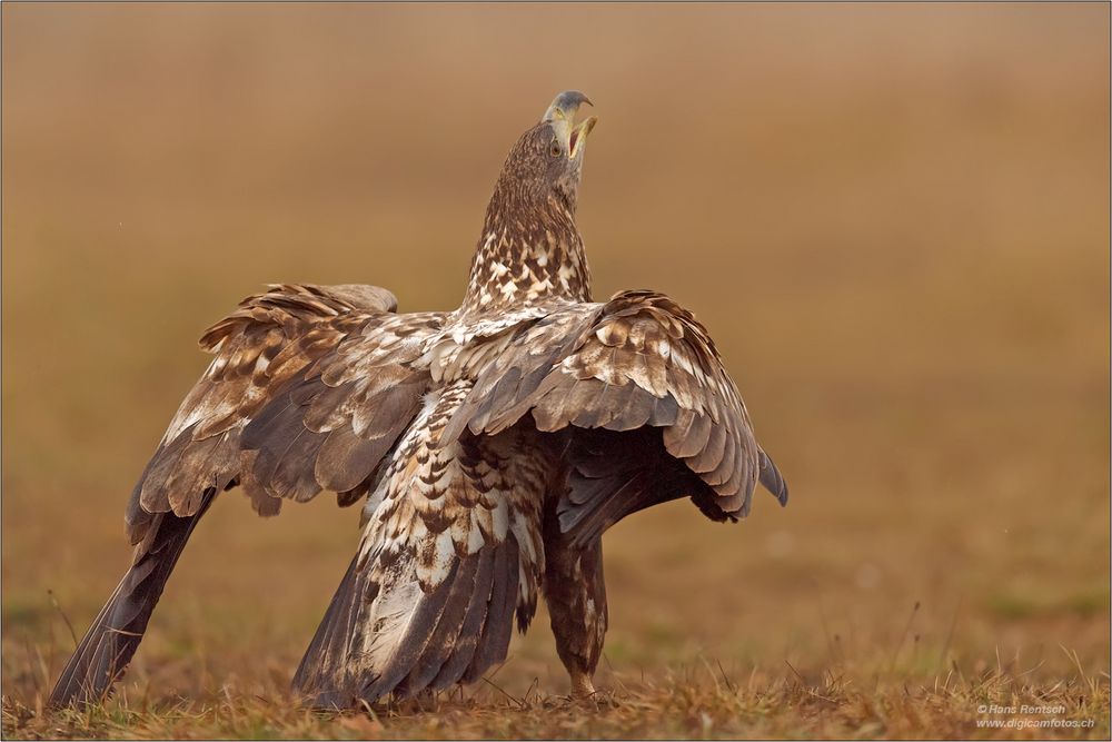 Seeadler