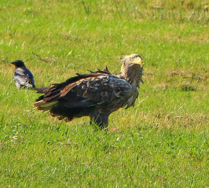 Seeadler