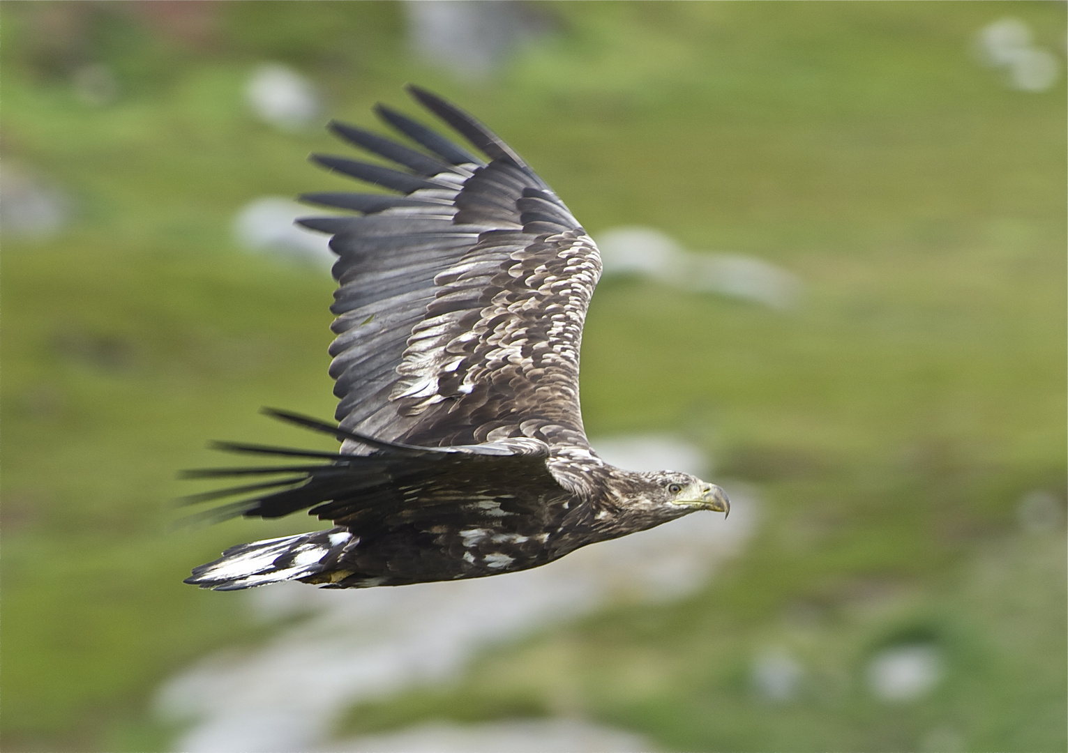 Seeadler