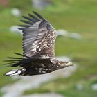 Seeadler