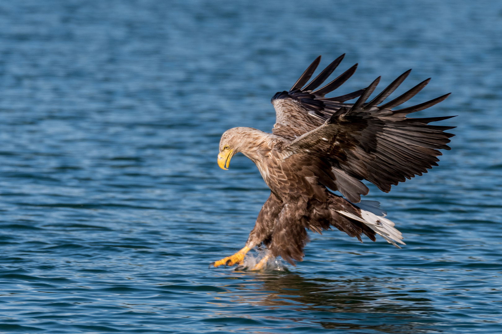 Seeadler