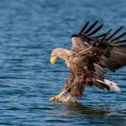 Seeadler