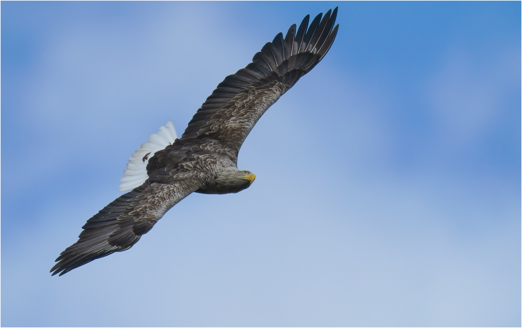 Seeadler