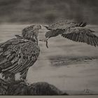 Seeadler